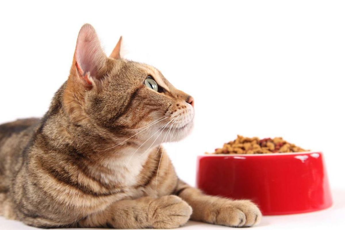 Чи можна не давати коту нову порцію їжі, якщо він не хоче вживати попередню. Кішки не завжи через забаганку не хочуть їсти те, що лежить у мисці.