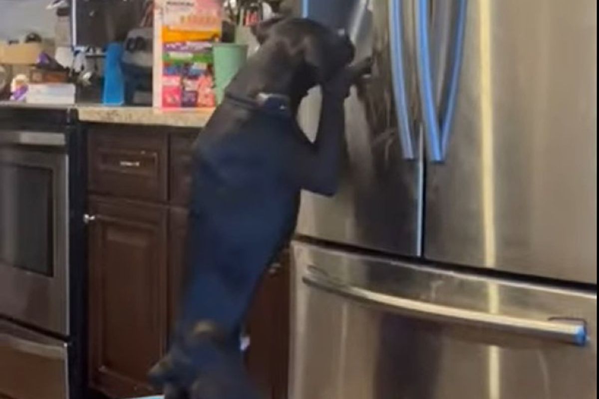Собака, щоб не докучати господарям, самостійно добуває льод з холодильника. Песик обожнює заморожену воду.