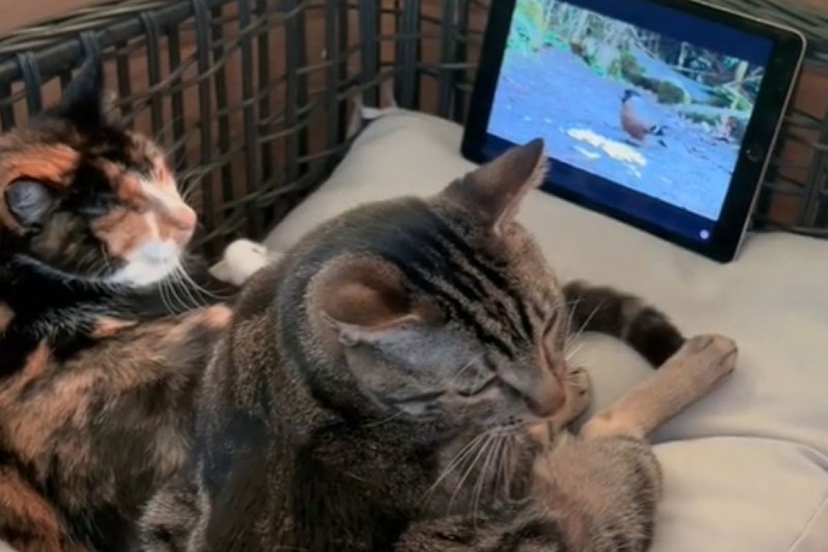 Відео, на якому двоє котів дивляться телевізор у своїй схованці, захопило серця глядачів. Двоє пухнастиків влаштувалися по-справжньому комфортно.