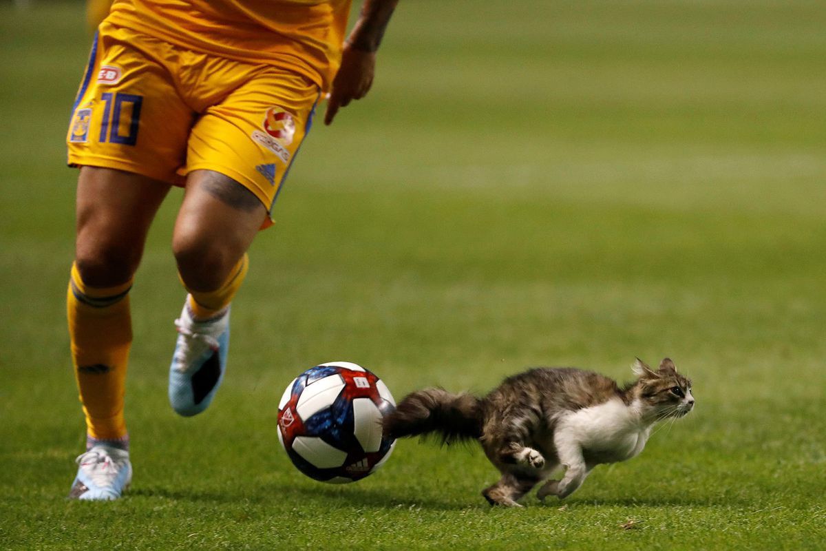 Завдяки футбольному матчу в Англії, знайшлася зникла безвісти кішка. Неймовірна історія возз'єднання із господарями.