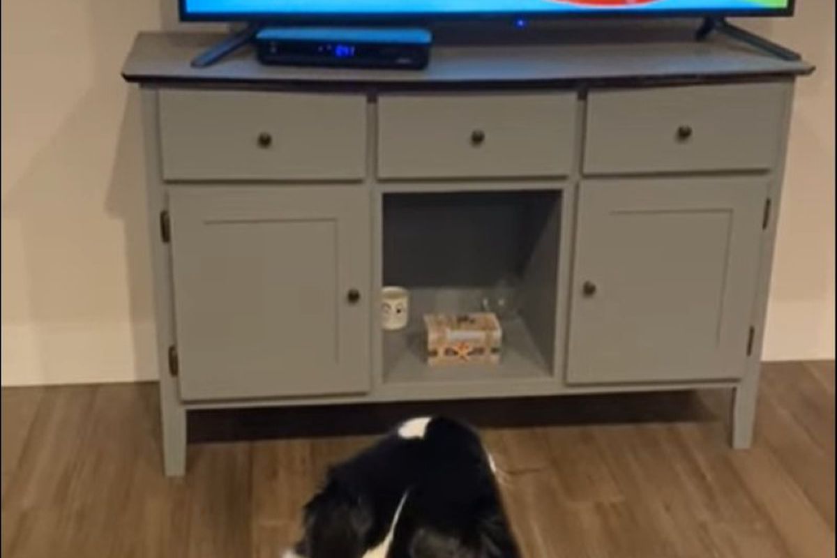 Собака так любить дивитися мультики, що навіть не дозволяє своїм господарям перемикати канали. Вихованка привласнила пульт від телевізора.