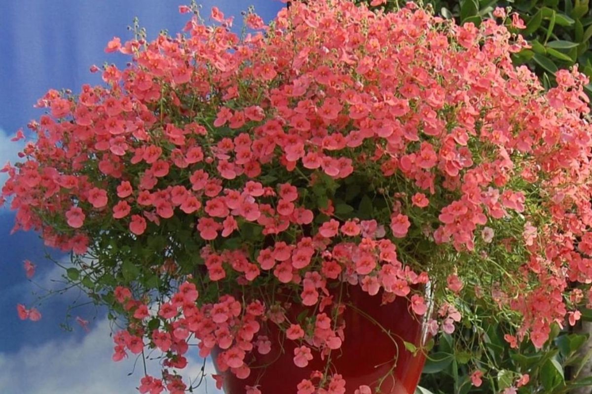 Посадіть у себе в саду Діасцію і не пошкодуєте — дуже ніжна та красива рослина. Краса цієї квітки затьмарює петунію і лобелію.