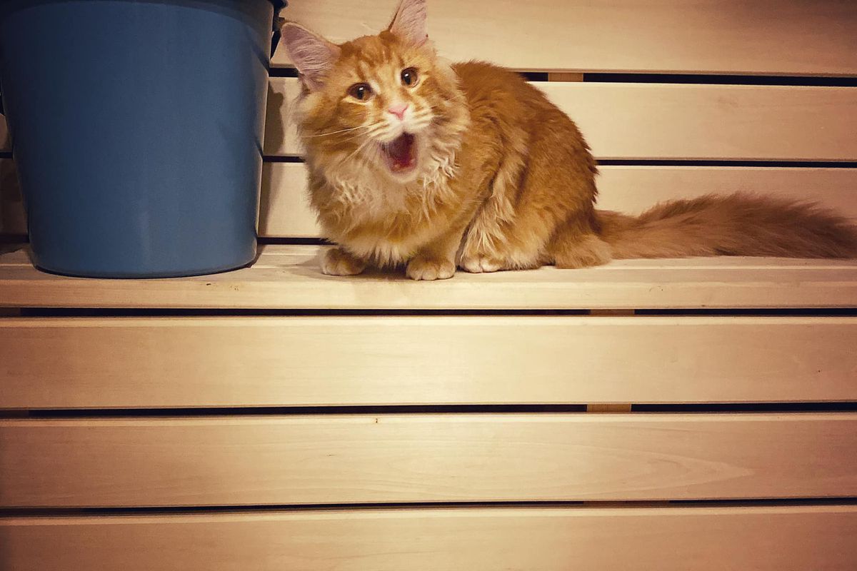 Відео про котика, який любить паритися в лазні разом з господарем. Ролик підкорив TikTok!