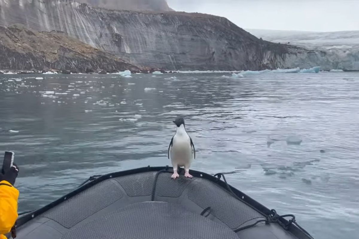 Кадри про милого пінгвіна, врятованого від смерті туристами, стали вірусними в Мережі. Швидше включайте відео.