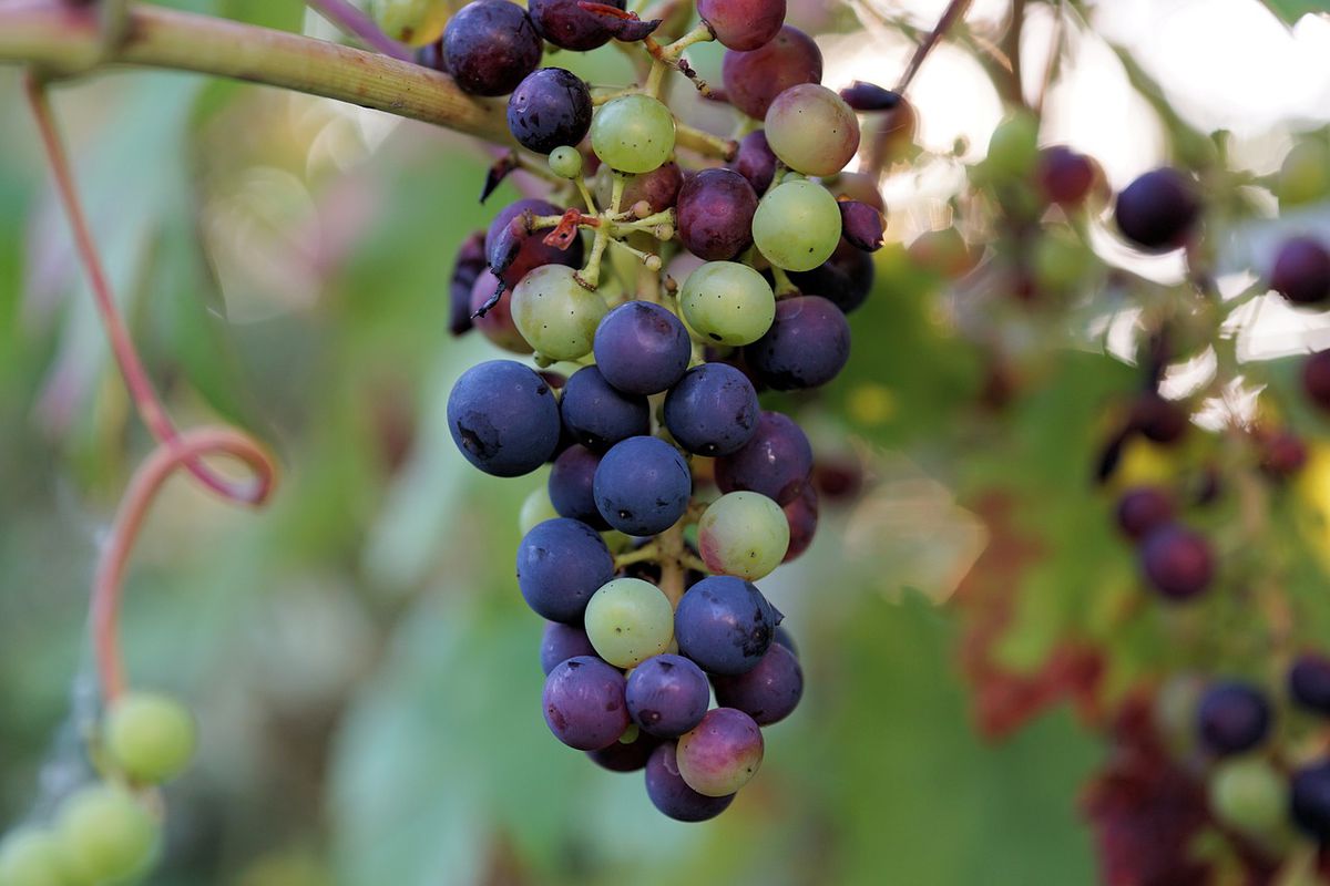 Що потрібно зробити з виноградом навесні, щоб він порадував урожаєм. Весняний догляд — дуже важливий етап.