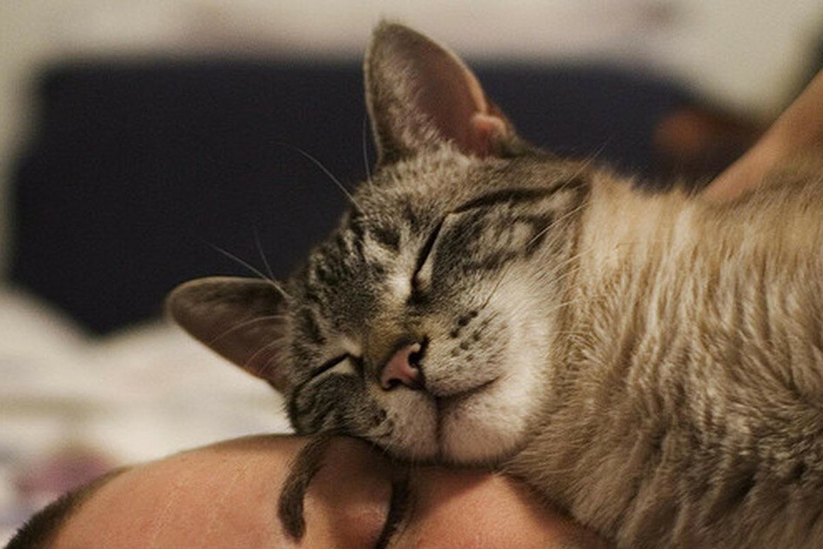 З яких причин кішка може лягати господареві на голову. Кішка не без приводу лягає на голову господареві.