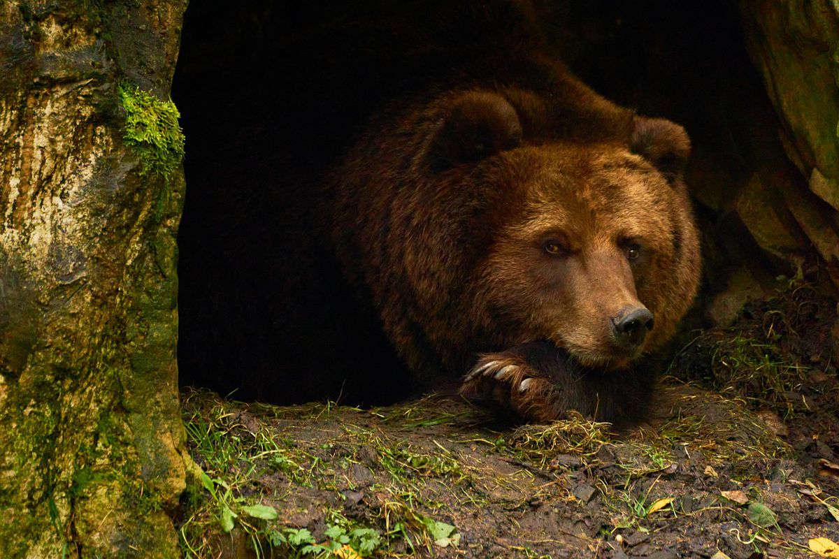 Анекдот дня: мисливець крадеться по лісу з рушницею напереваги — раптом він бачить перед собою барліг. Ведмідь хотів як краще...