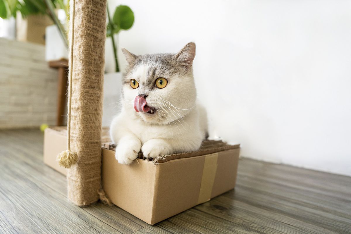 Кішки показали, як сильно їм подобаються звичайні взуттєві коробки. Це відео розсмішить будь-кого!