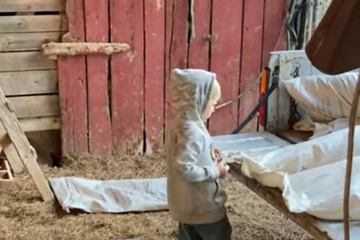 Батько зняв на відео сина, який без вмовлянь вирішив йому допомогти на фермі. Глядачі в захваті від хлопчика-помічника.