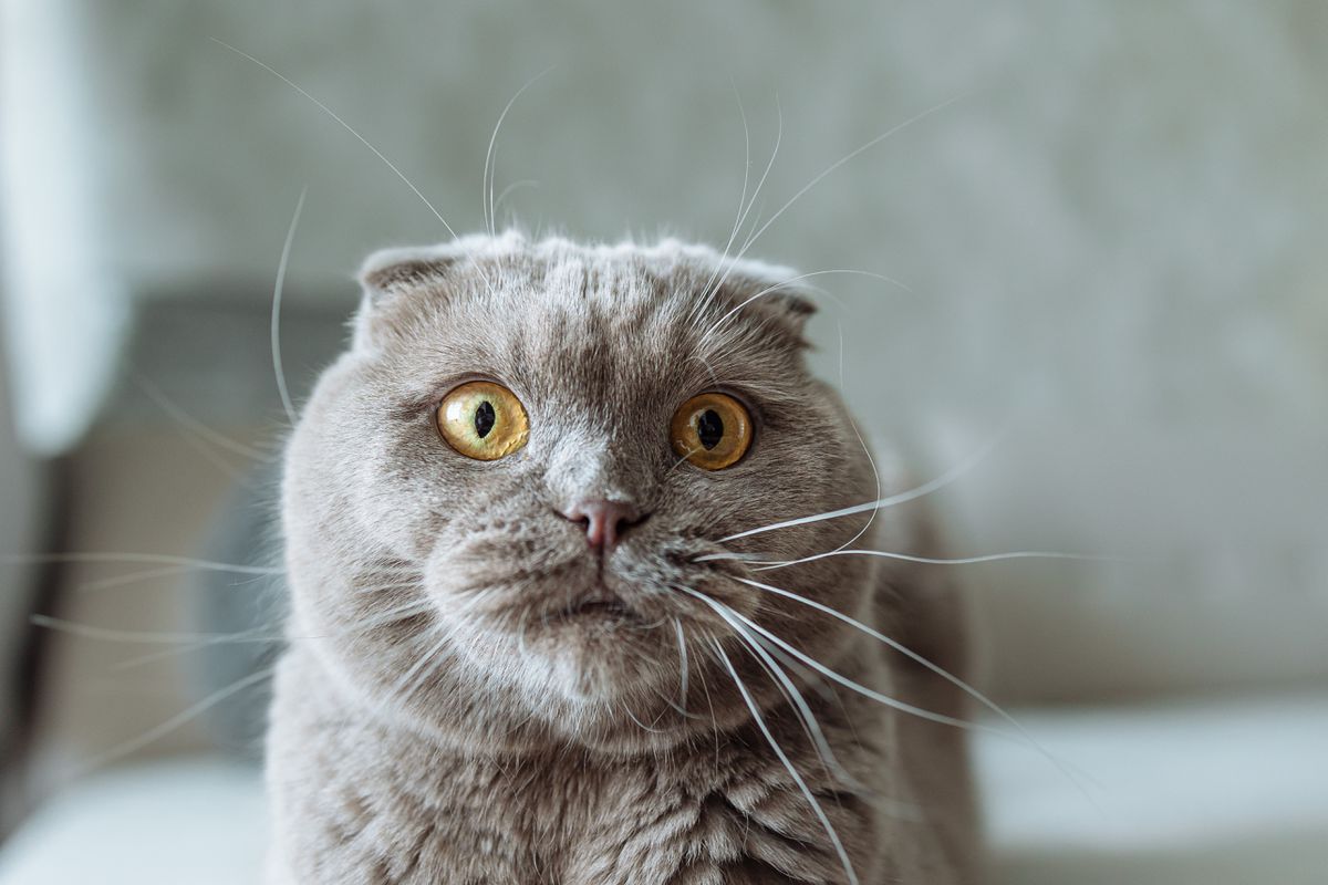 Котяча агресія: хто винен і що робити?. Іноді з точки зору людини кішка поводиться агресивно без видимих причин.