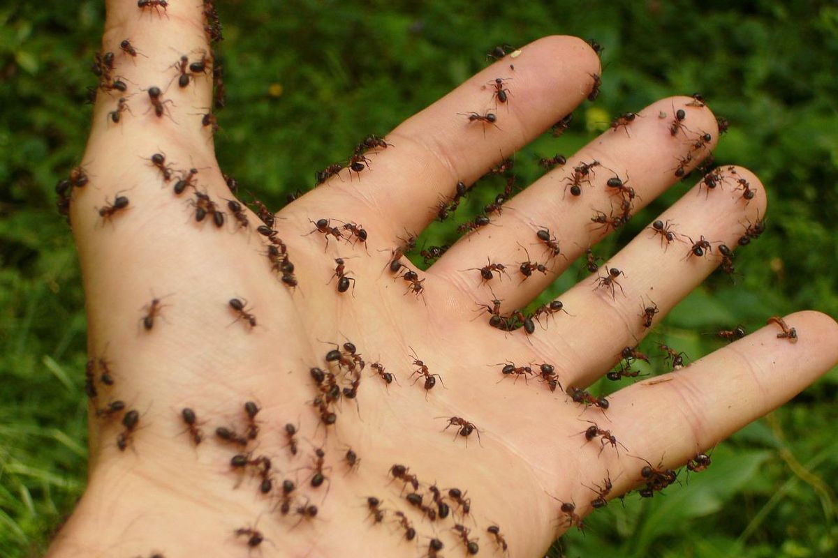 3 перевірених способи позбавлення від мурах на дачі — швидко та ефективно. Мурахи можуть здатися відносно нешкідливими, проте саме через них на городі з'являється попелиця.