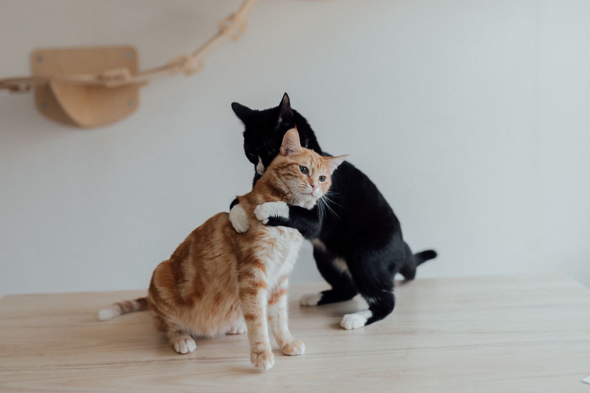 Як подружити дорослих кота та кішку, щоб вони жили мирно. Кішки – поодинокі хижаки, територіально залежні істоти.