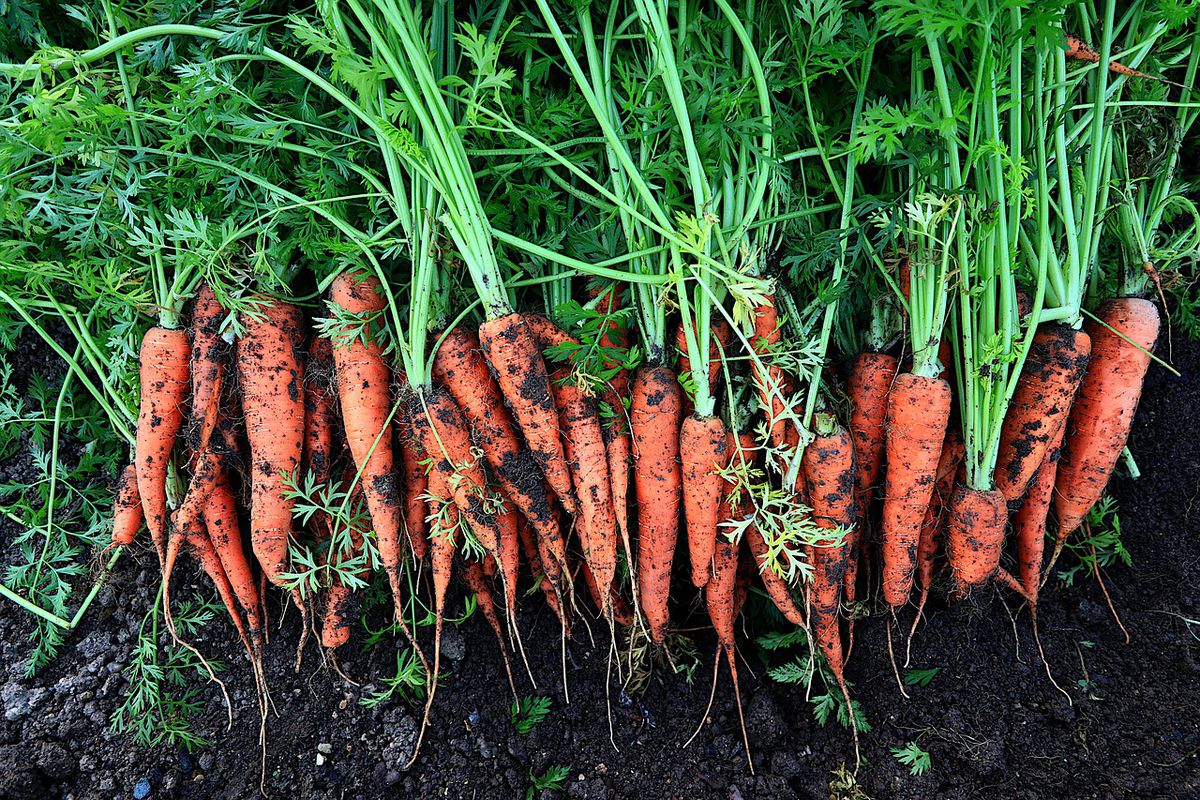 Городникам назвали незвичайний спосіб посадки моркви. Проріджувати не потрібно.