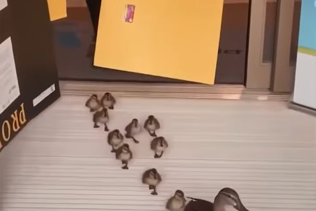 Мати-качка залишає пологовий будинок Флориди з 10 новонародженими каченятами. Птах явно вибрав правильне місце.
