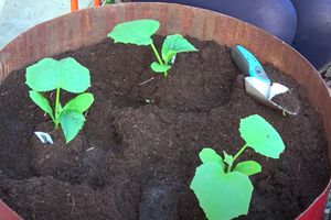 Мало місця, багато огірків — цікавий спосіб вирощування огірків в бочках