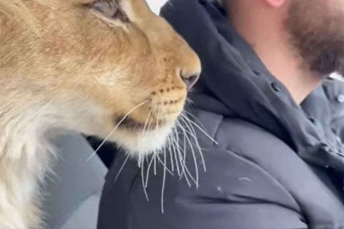 Чоловік поділився відео, на якому без жодного страху поцілував левицю. Милий, але небезпечний "чмок"!