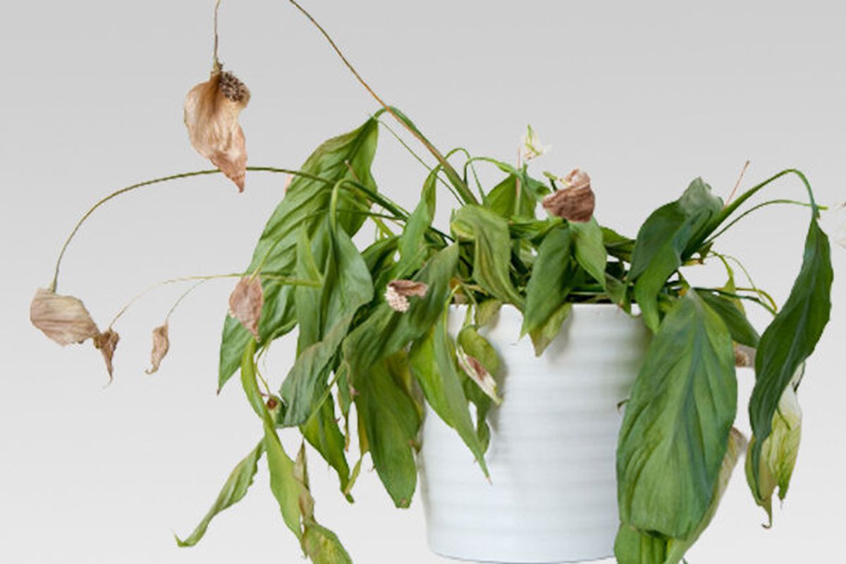 Що кажуть народні прикмети про домашні рослини, які хворіють. Чому хворіють домашні рослини?
