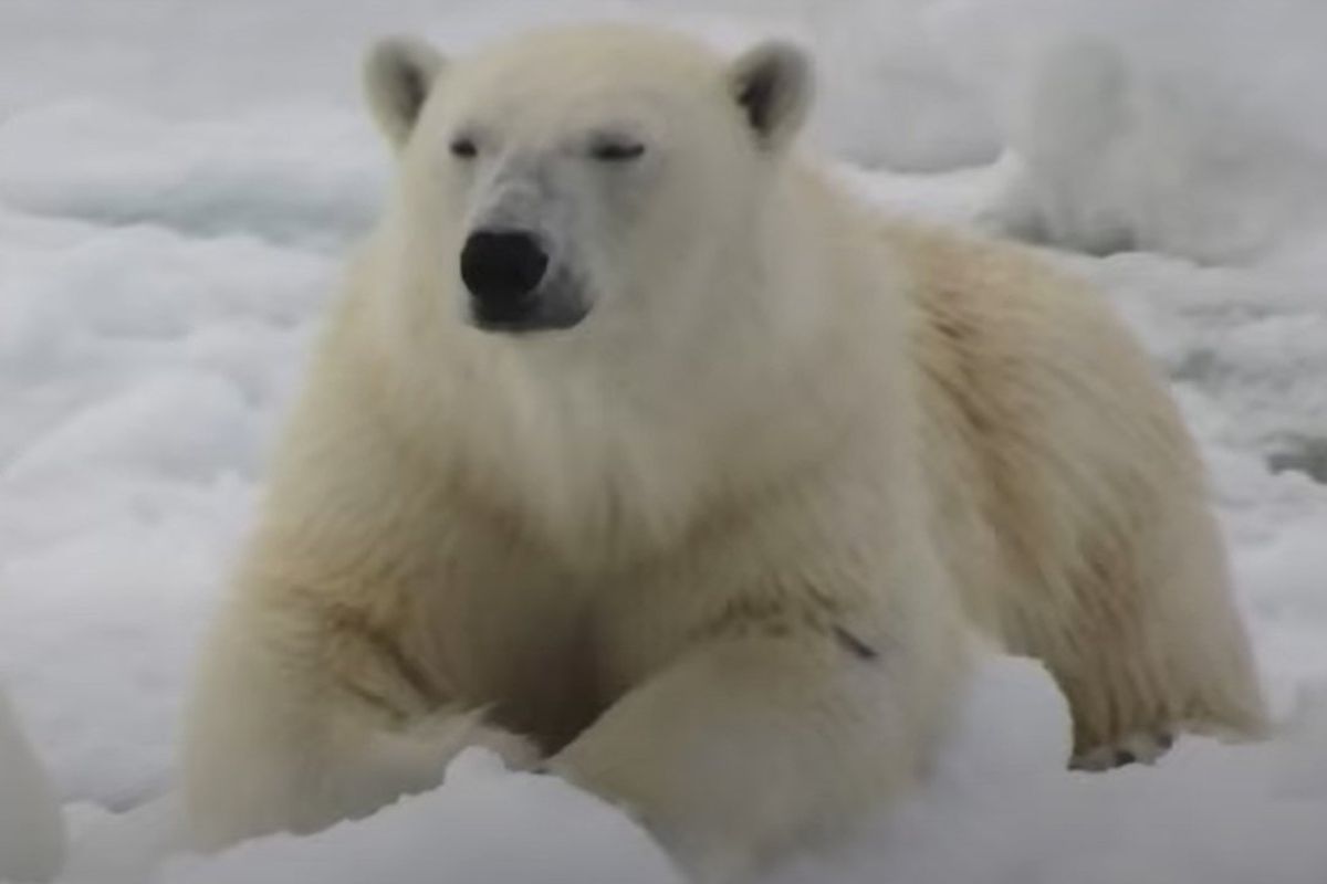 Білого ведмедя, що завітав в гості до жінки, зняли на відео. Звичайний день у Канаді.
