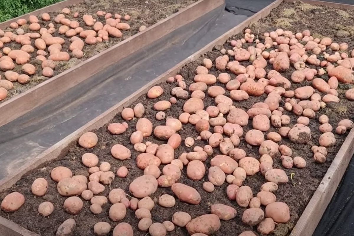 З таким способом посадки картоплі — для сім'ї декілька грядок вистачить на зиму. Немає сенсу садити сотками.