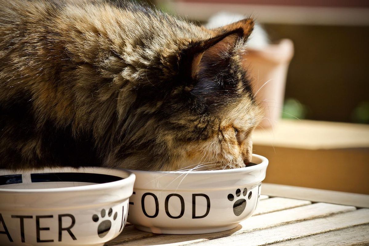 Чому кішок краще годувати в певний час. Три переваги розкладу.