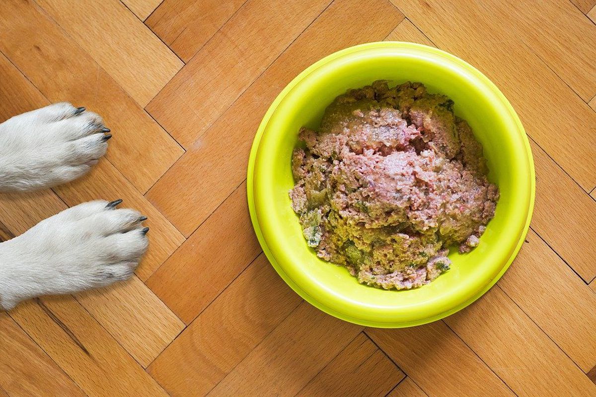 З яких основних причин собака може відмовлятися від корму крім захворювання. Чому вихованець перестав їсти свій корм.