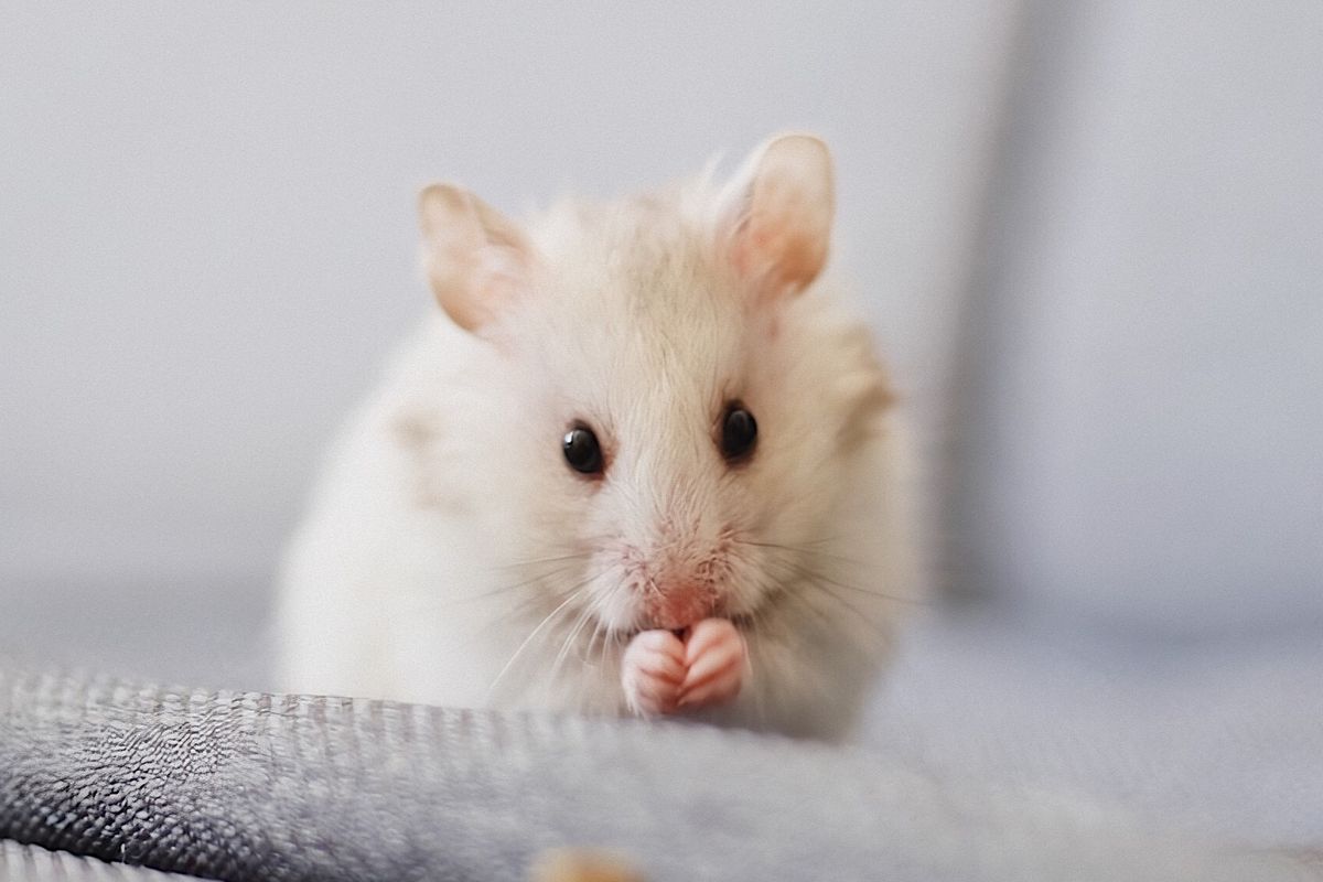До чого з'являються миші у будинку: народні прикмети. Повір'я про гризунів у домі.