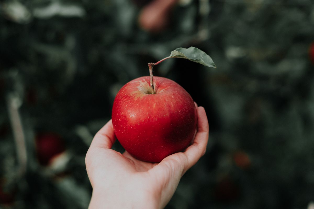 Що буде з вашим організмом якщо ви будете з'їдати по яблуку в день. П'ять причин з'їдати по яблуку в день.