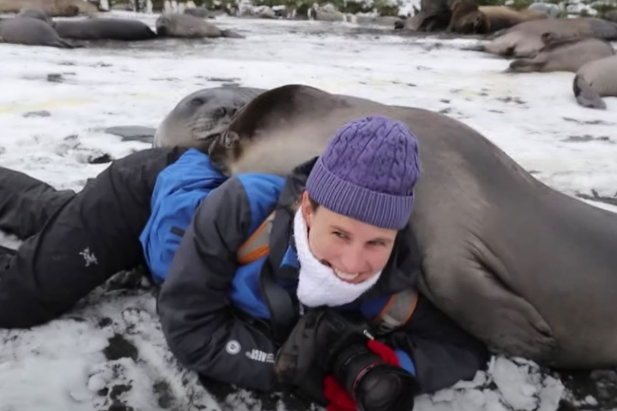 Дівчина хотіла сфотографувати тюленів, а вони несподівано почали її обіймати. Мімішність відео зашкалює.