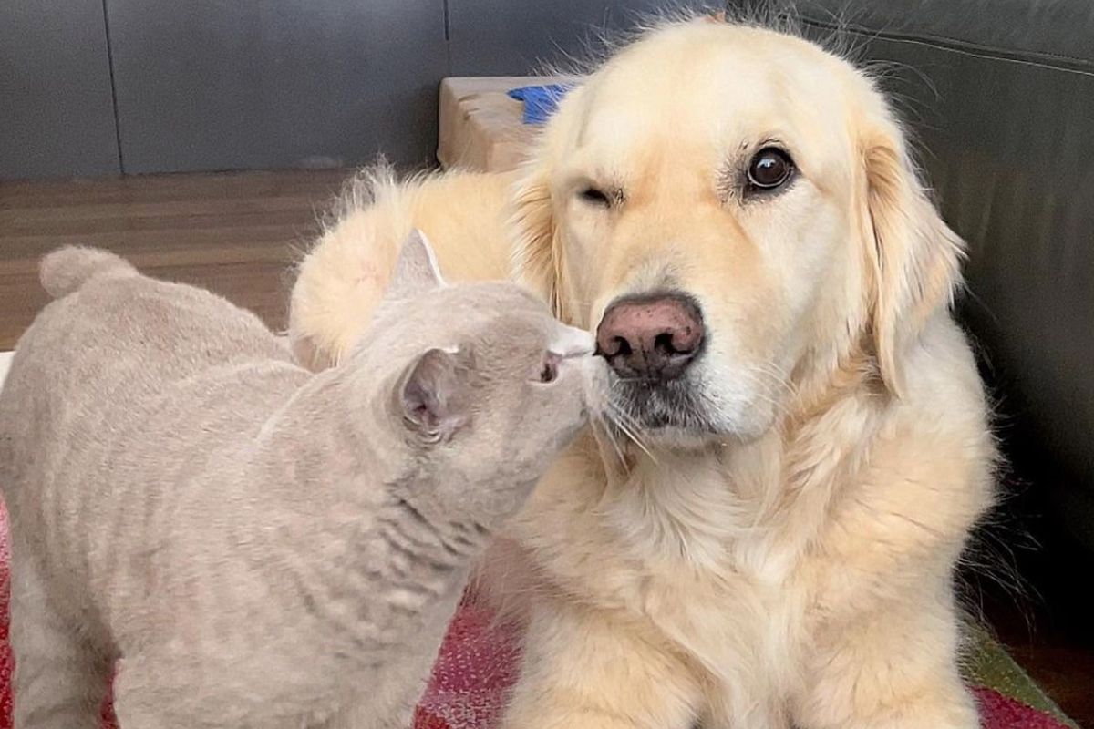 Раніше щеня боявся залишатися вдома один, поки в нього не з'явився найкращий друг. Неймовірна дружба між котиком та песиком.