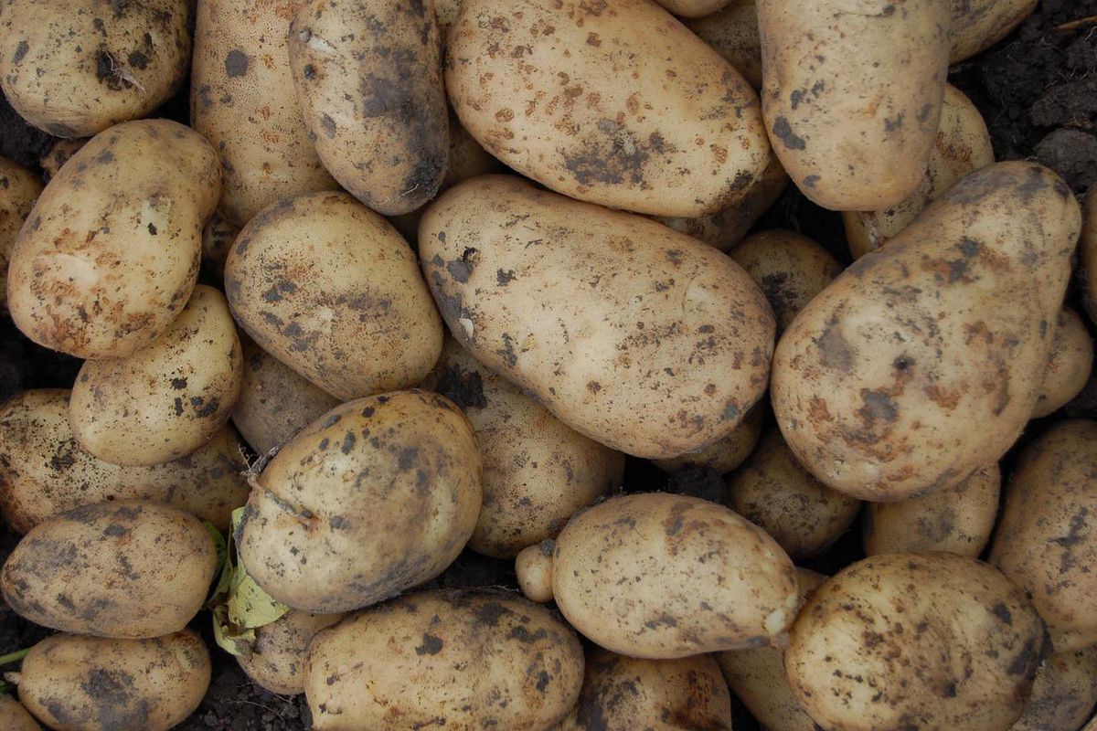 Як "оживити" картоплю, що зів'яла: швидкий і легкий спосіб. Не викидайте такі плоди.