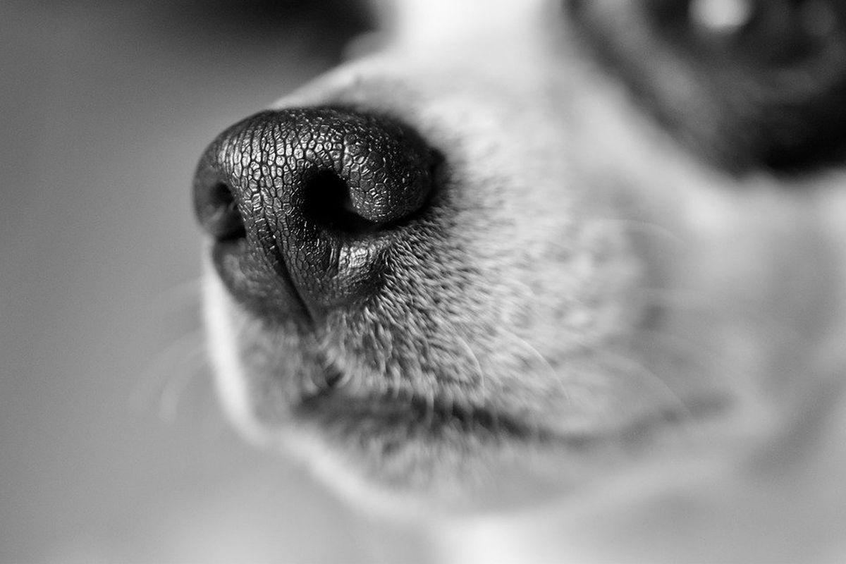 Чи правда, що холодний та мокрий ніс це показник здоров'я собаки. Нові дослідження вчених.