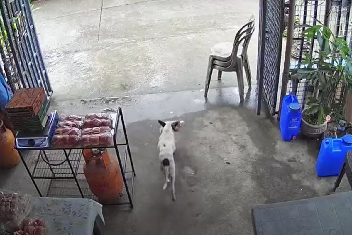 На відео потрапила собачка, яка вміло здійснила крадіжку в магазині. Хто ж не любить поласувати ковбаскою.