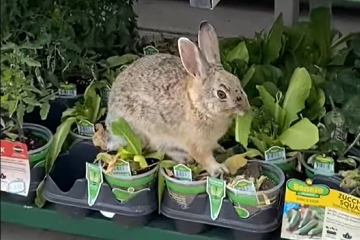 Дикий кролик пригостився рослинами у супермаркеті. Відвідувачі торгового центру зняли тварину на відео.