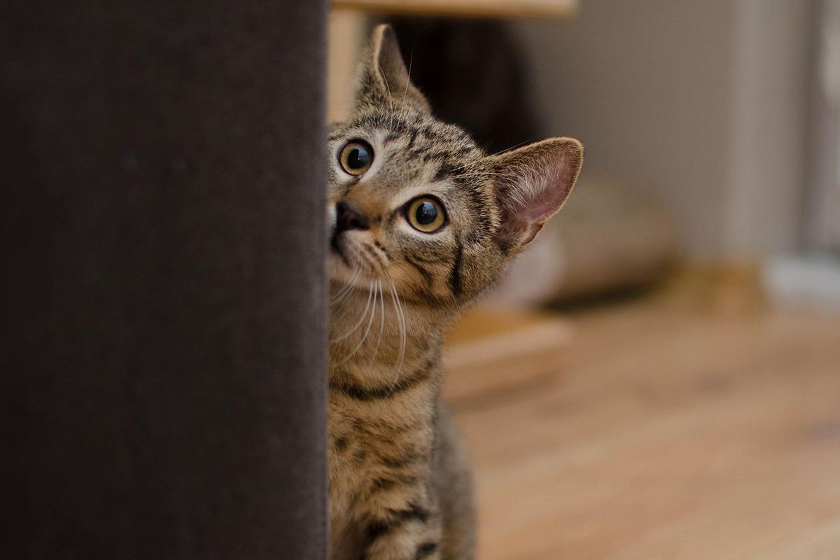 Чому домашні кішки намагаються вибігти до під'їзду. Експерти назвали можливі причини.
