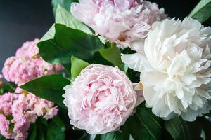 Кращі весняні підгодівлі для гортензій, троянд, півоній та інших рослин