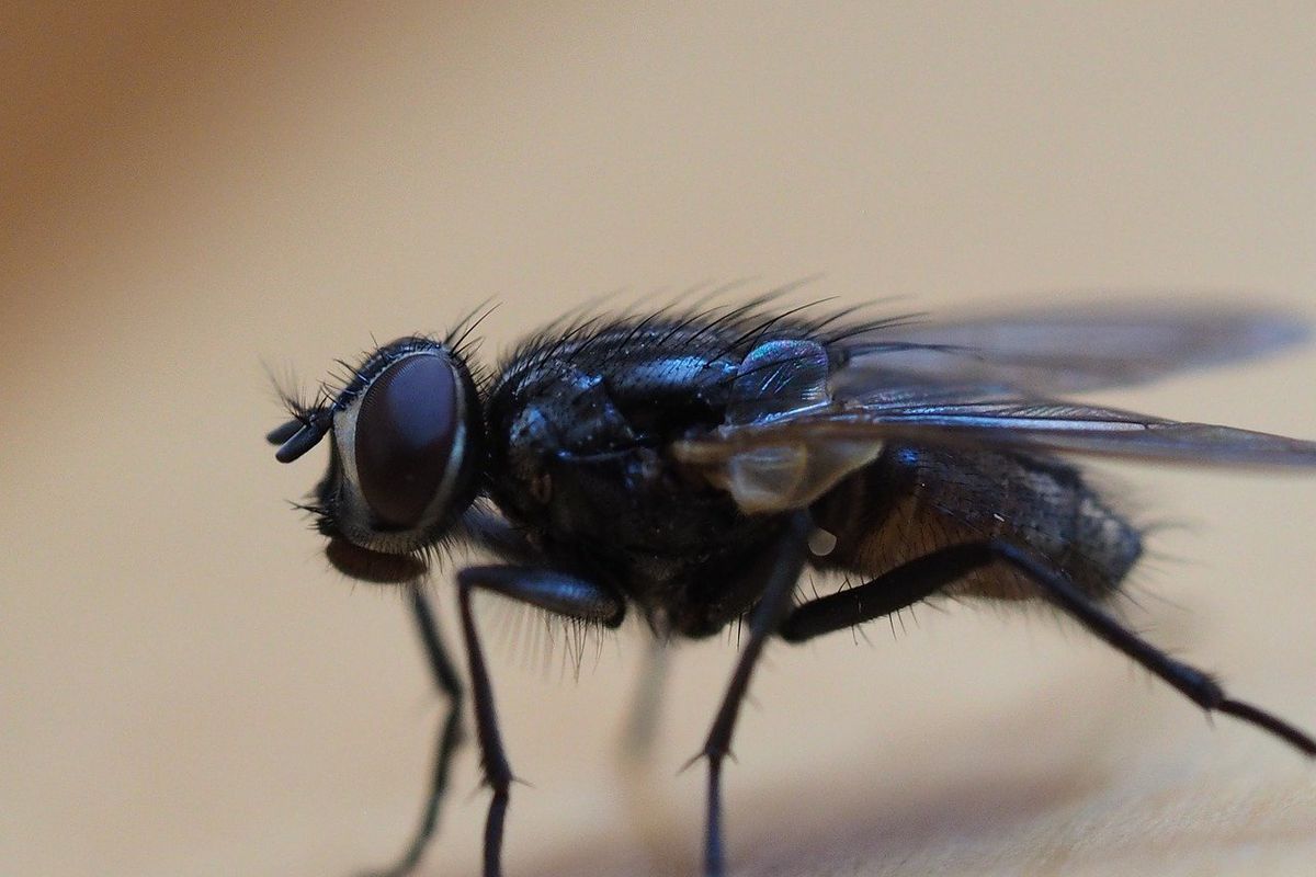 Народні засоби, які допоможуть позбутися мух у квартирі чи приватному будинку. Вигнати цих набридливих комах зі свого житла цілком реально, головне — знати, як це робити.