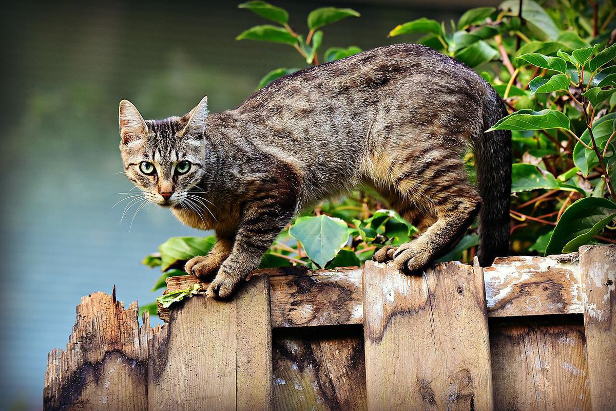 Як прогнати чужих кішок зі своєї ділянки. Який нешкідливий спосіб вибрати, щоб прогнати з ділянки сусідських кішок, які розкопують грядки або використовують ваші клумби як лоток?
