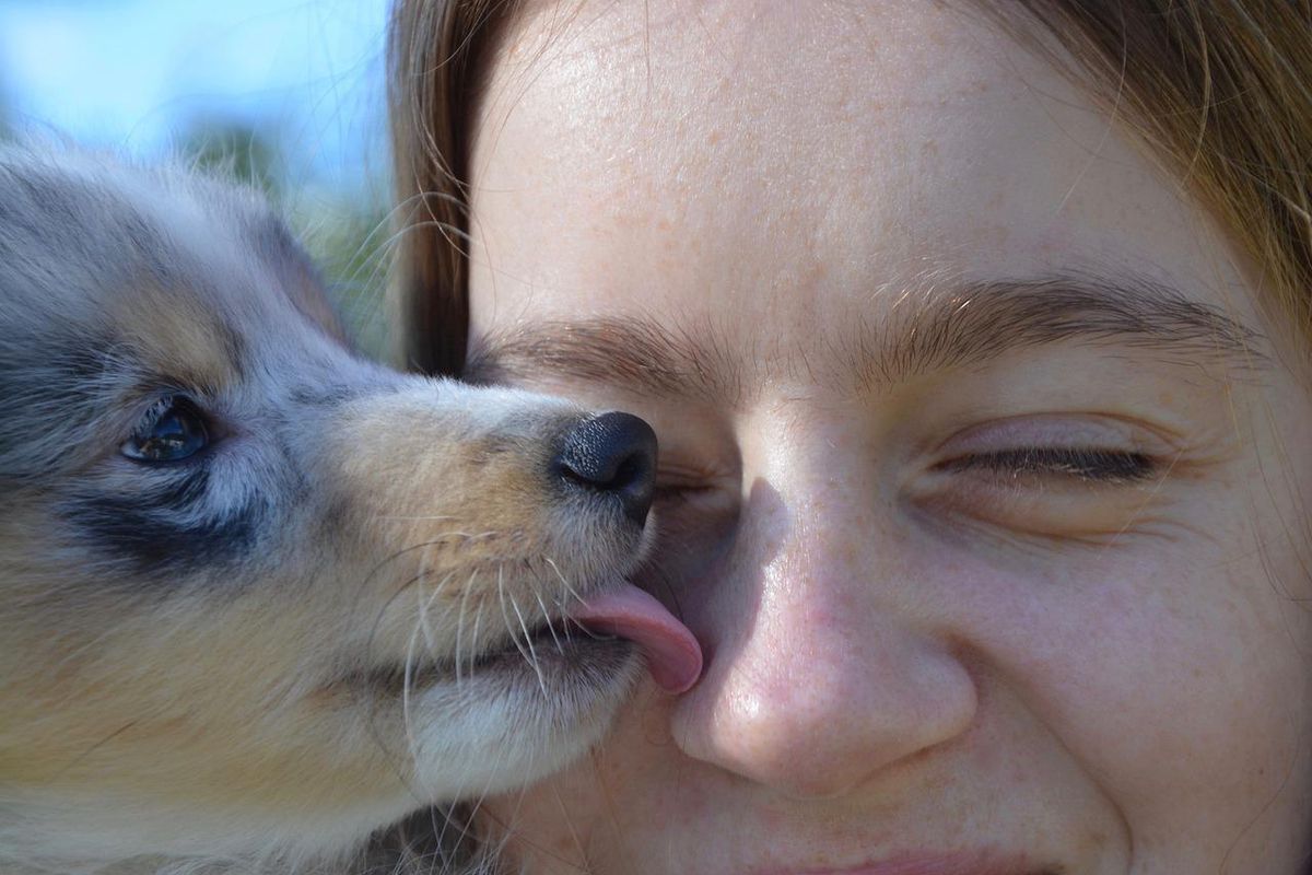 Чому собака облизує господаря і чи можна цілуватися з нею. Дізнайтеся про те, чи можна цілуватися з вашою собакою і наскільки це безпечно, а також про те, чому собаки люблять облизувати обличчя господаря.