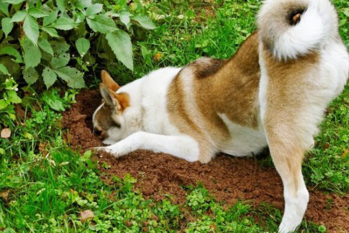 Якщо собака розкопує землю на ділянці і що з цим робити. Спробуйте визначити причину такої поведінки.