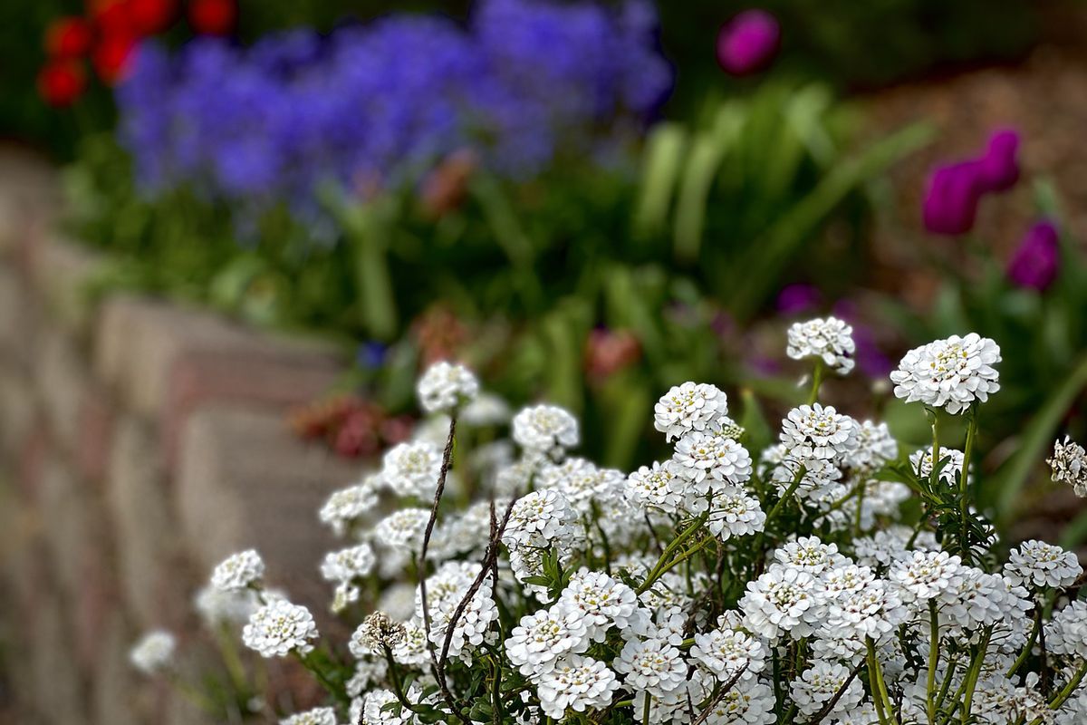 Іберіс та інші квіти, які можна садити відразу в ґрунт без розсади. Квітка Іберіс: прості правила вирощування та догляду.