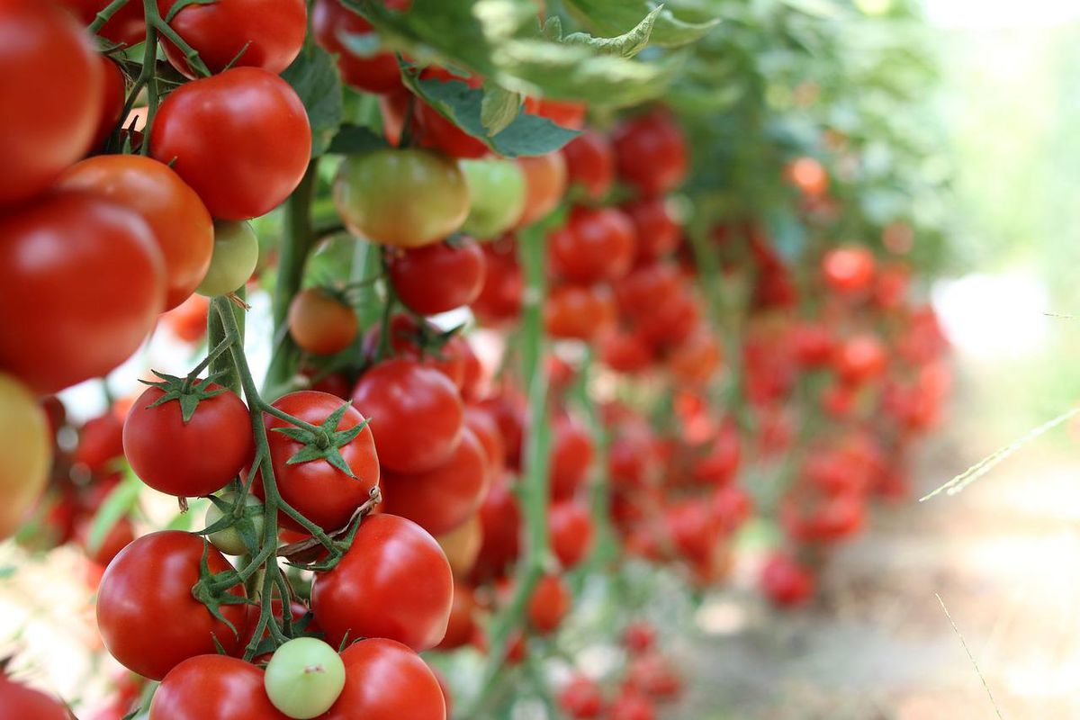Поради, за допомогою яких можна домогтися максимальної кількості зав'язей на помідорах. Прості та дієві рекомендації.