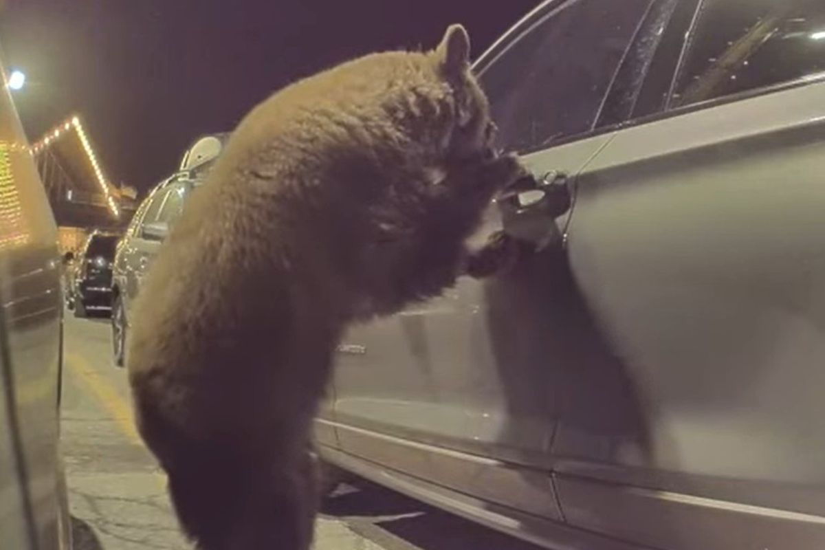 Унікальні кадри з ведмедем, який хотів прокататися на авто, випадково зняв американець. Відео з ведмедем-водієм вразило YouTube.