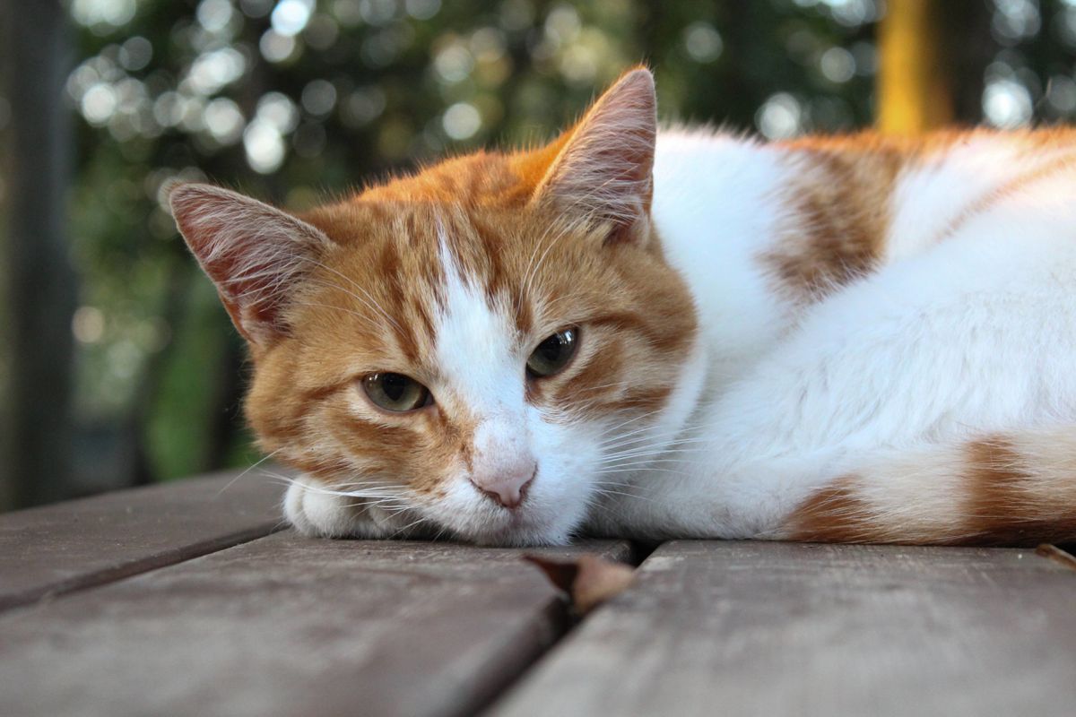 Як швидко захистити організм кішки від глистів. Поради експертів.