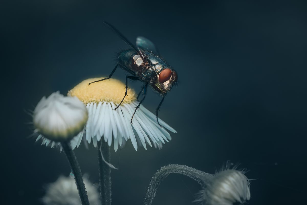 Як легко зловити муху? Розкрита головна слабкість цих комах. Як позбутися від мух.