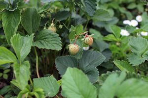 Чим підживити полуницю, щоб вплинути на кількість зав'язей і збільшити урожай
