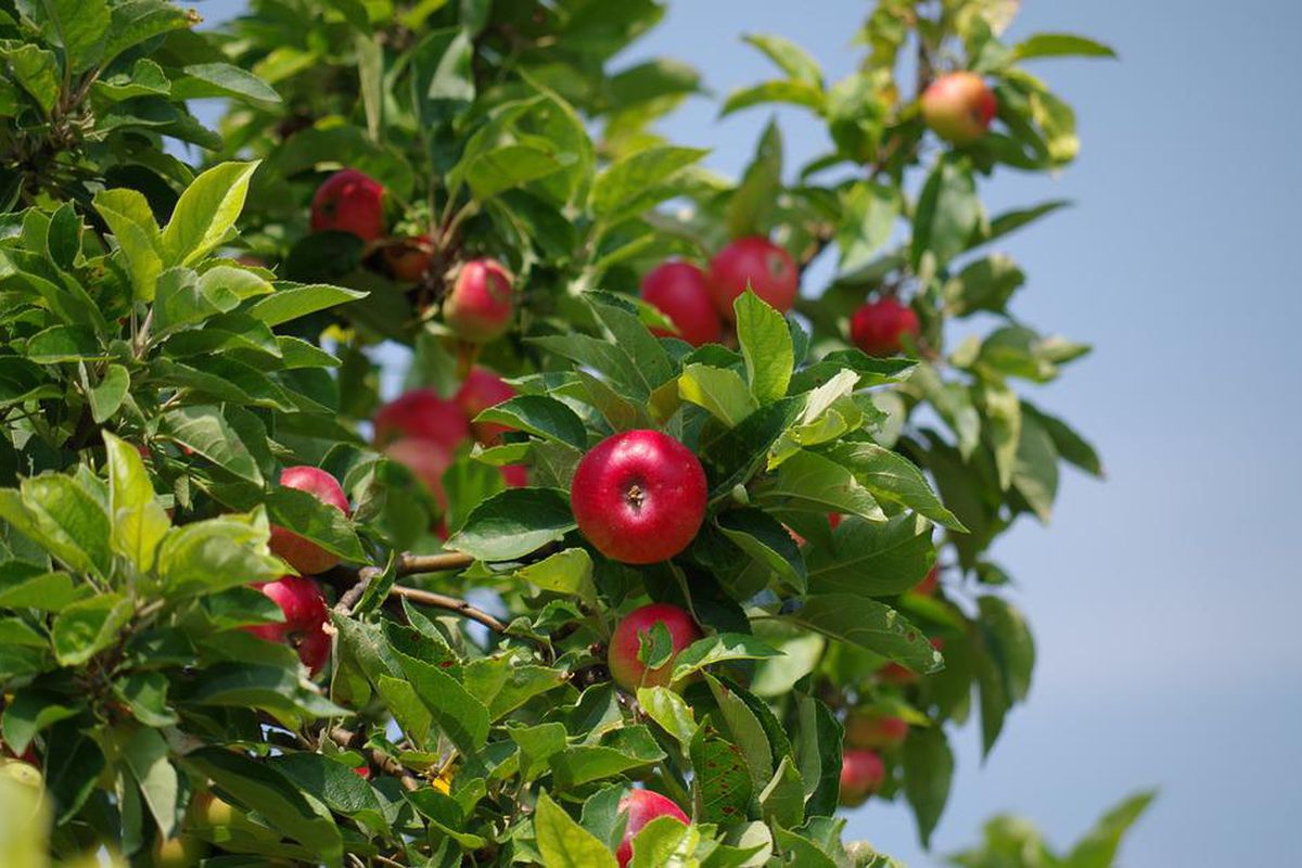 Як підвищити врожайність яблуні: список справ на кінець весни. Догляд за деревом в кінці травня.