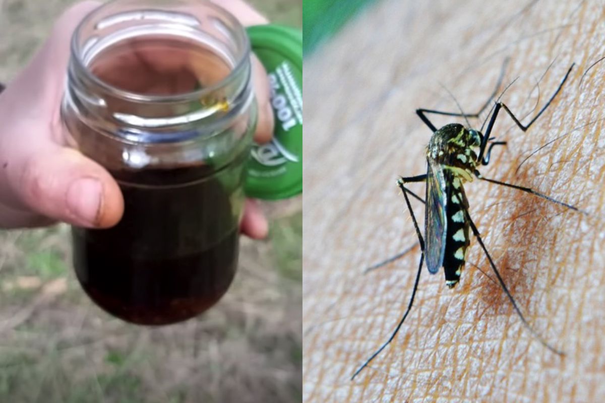 Як захистити себе і тварин від комарів і кліщів за допомогою простого настою. Домашній копійчаний натуральний засіб — нічим не гірше покупної хімії.