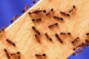 Як позбутися від мурах на грядці і вдома простими народними засобами