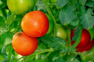 Як приготувати розчин з марганцівки та часнику, щоб захистити помідори від хвороб