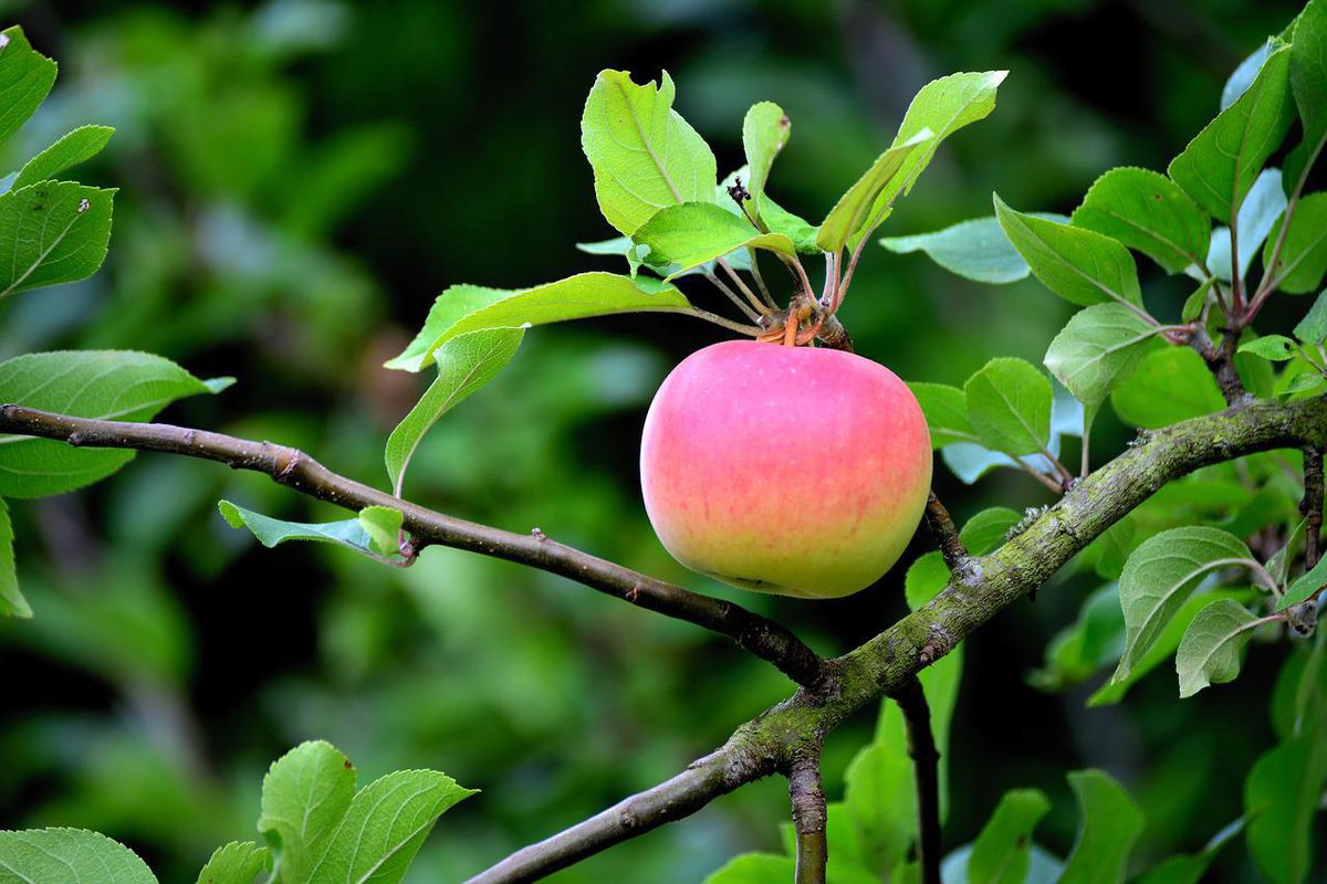 Чому сохнуть гілки у яблуні і як із цим боротися. Основні причини всихання гілок плодового дерева.
